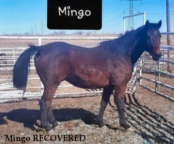 Mingo RECOVERED